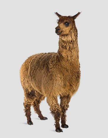 photo-llama